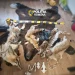 Percheziții de amploare la Lunca Bradului. Polițiștii mureșeni au destructurat o rețea de braconaj cu arme și tehnică militară