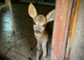 Unde-i Bambi? Pui de căprior găsit la o stână din Ațel. Polițiștii au deschis dosar penal