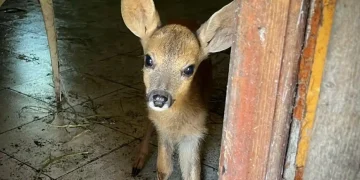 Unde-i Bambi? Pui de căprior găsit la o stână din Ațel. Polițiștii au deschis dosar penal