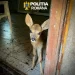 Unde-i Bambi? Pui de căprior găsit la o stână din Ațel. Polițiștii au deschis dosar penal