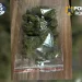 VIDEO Cinci tineri arestați pentru trafic de droguri în Brașov. Vindeau canabis și cocaină prin metoda „dead drop”