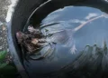 Indiferent de animal, niciunul nu merită cruzime. „Experiment” pe un pui de șobolan la Cluj
