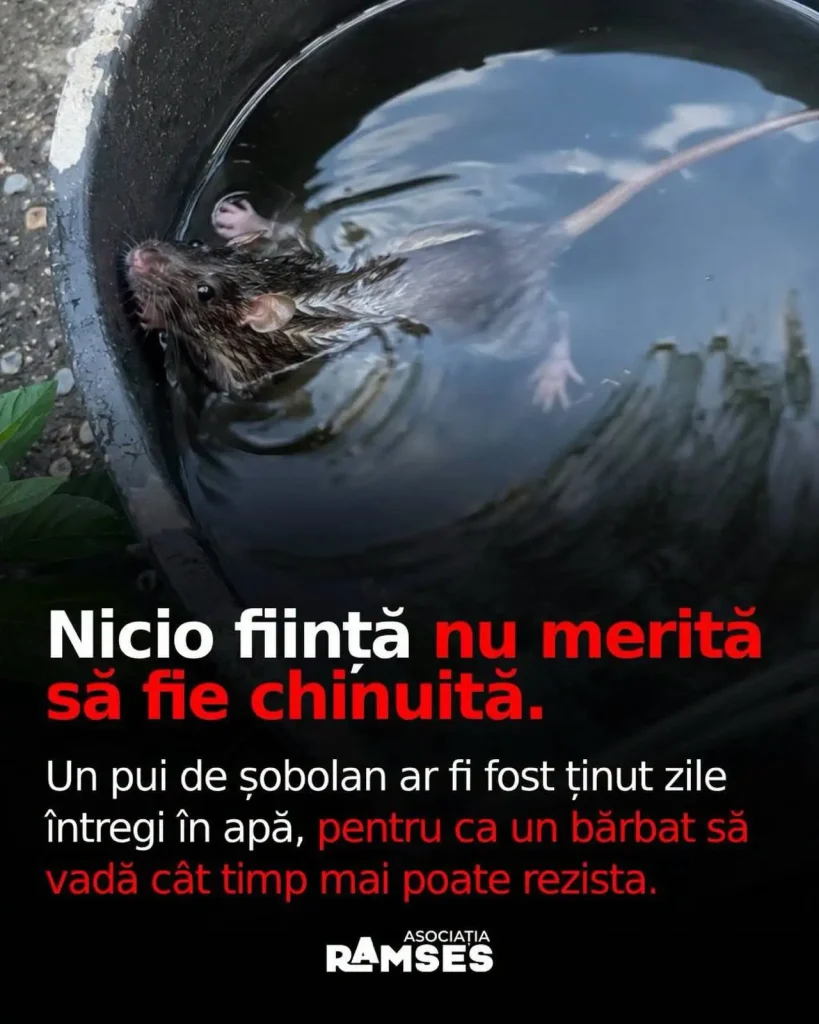șobolan