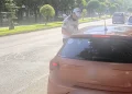 Viteza boală mare pe șoselele din Bihor. 73 de șoferi amendați, 5 au rămas fără permis
