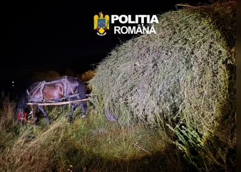 Se fură orice în Brașov? Până și cartofii de pe câmp. Aproape 2 tone ascunse sub fân