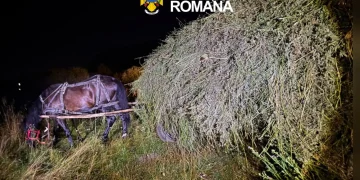 Se fură orice în Brașov? Până și cartofii de pe câmp. Aproape 2 tone ascunse sub fân