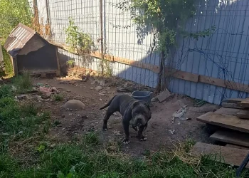 2 dosare penale pentru cruzime față de animale, în județul Brașov