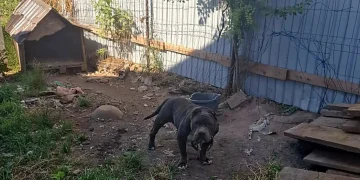 2 dosare penale pentru cruzime față de animale, în județul Brașov