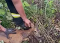 Intervenție altfel a pompierilor bihoreni. Căprioară căzută într-un bazin adânc de 3 metri