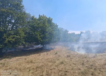 Peste 40 de hectare de vegetație mistuite de foc în urma temperaturilor ridicate din Satu Mare