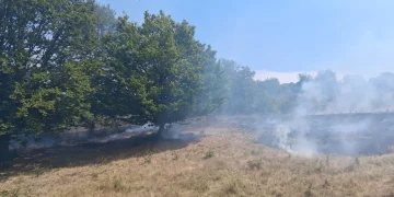 Peste 40 de hectare de vegetație mistuite de foc în urma temperaturilor ridicate din Satu Mare