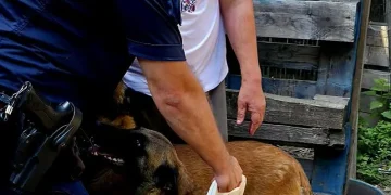 Probleme câinești. Un Malinois, scăpat din țarc, ar fi atacat un alt câine în zona lacului Noua din Brașov