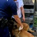 Probleme câinești. Un Malinois, scăpat din țarc, ar fi atacat un alt câine în zona lacului Noua din Brașov