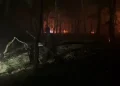 Aproximativ 5 hectare cuprinse de flăcări între Certeze și Bixad. Incendii de vegetație în Satu Mare