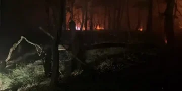 Aproximativ 5 hectare cuprinse de flăcări între Certeze și Bixad. Incendii de vegetație în Satu Mare