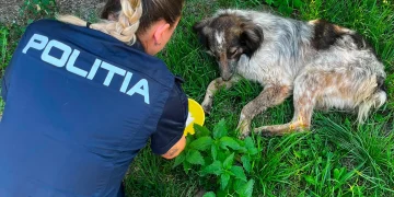 3 adolescenți cercetați în Brașov. Unul dintre ei a lovit un câine, ceilalți 2 l-au încurajat