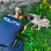 3 adolescenți cercetați în Brașov. Unul dintre ei a lovit un câine, ceilalți 2 l-au încurajat
