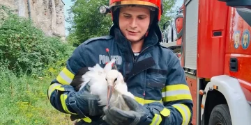 Pompierii sibieni, misiune specială. Au salvat un pui de barză