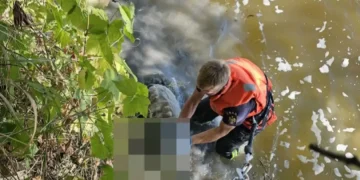 Pompierii mureșeni încearcă salvarea a 40 de oi. Animalele au sărit în râul Mureș