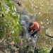 Pompierii mureșeni încearcă salvarea a 40 de oi. Animalele au sărit în râul Mureș