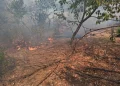 Intervenții de urgență în Bihor. 3 incendii forestiere, 35 de ha afectate, 4 construcții distruse