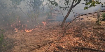 Intervenții de urgență în Bihor. 3 incendii forestiere, 35 de ha afectate, 4 construcții distruse