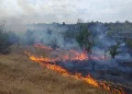 Peste 90 de hectare de teren pârjolite ieri în Bihor. Pompierii au salvat inclusiv o broască țestoasă