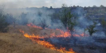 Peste 90 de hectare de teren pârjolite ieri în Bihor. Pompierii au salvat inclusiv o broască țestoasă