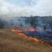 Peste 90 de hectare de teren pârjolite ieri în Bihor. Pompierii au salvat inclusiv o broască țestoasă