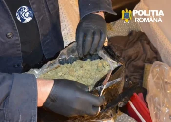 VIDEO Trafic de droguri la Brașov. 2,6 kilograme de cannabis confiscate de DIICOT și percheziții de amploare
