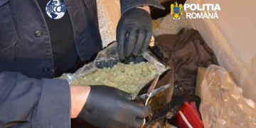 VIDEO Trafic de droguri la Brașov. 2,6 kilograme de cannabis confiscate de DIICOT și percheziții de amploare