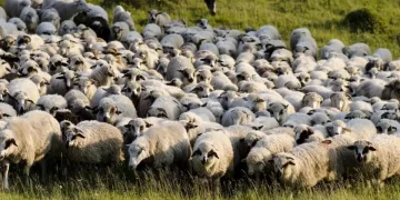 Pompierii mureșeni încearcă salvarea a 40 de oi. Animalele au sărit în râul Mureș