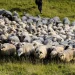 Pompierii mureșeni încearcă salvarea a 40 de oi. Animalele au sărit în râul Mureș