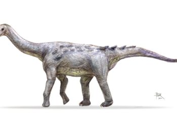 Törpenövésű óriások éltek Erdélyben – Különleges dinoszauruszok nyomait őrzi Hátszeg vidéke
