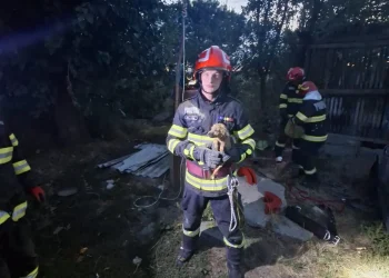 Cățel salvat de pompieri dintr-o fântână adâncă de 7 metri, în Sânlazăr, Bihor