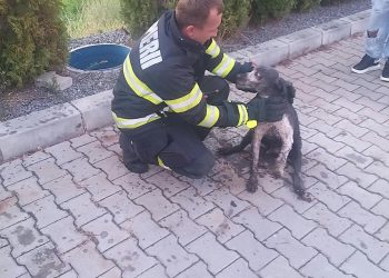 Fapte bune în Bihor. Câine salvat dintr-un canal, lângă Aleșd
