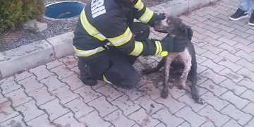 Fapte bune în Bihor. Câine salvat dintr-un canal, lângă Aleșd