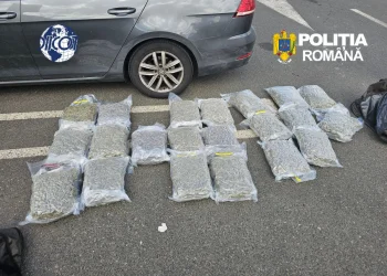 VIDEO Droguri S.R.L. Prins de polițiști brașoveni cu 21 de kg de canabis