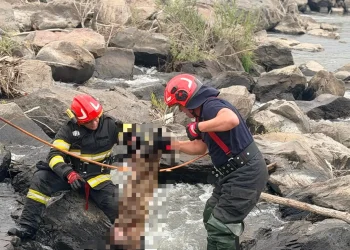 Pompierii din Reghin au salvat… o oaie căzută în râul Mureș