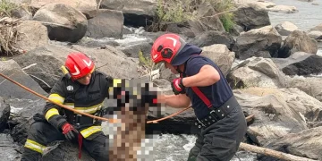 Pompierii din Reghin au salvat… o oaie căzută în râul Mureș