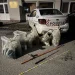 FOTO Peste 570 de metri de plase de pescuit găsite într-o mașină oprită pe barajul Scoreiu-Colun, Sibiu