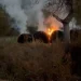 Incendiu între Rohia și Boiereni. Jandarmii au fost cei care au dat alarma