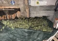 VIDEO Plante de canabis, găleți și saci plini de „iarbă” la Târgu Lăpuș