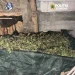 VIDEO Plante de canabis, găleți și saci plini de „iarbă” la Târgu Lăpuș