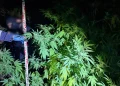 VIDEO/FOTO Cultură de canabis în zona Florești. 2 bărbați arestați
