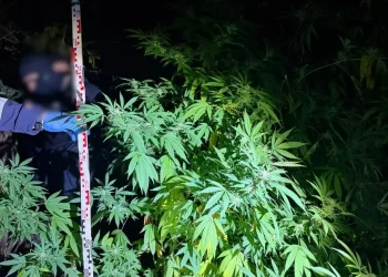 VIDEO/FOTO Cultură de canabis în zona Florești. 2 bărbați arestați