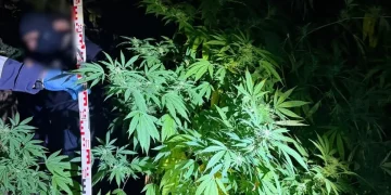 VIDEO/FOTO Cultură de canabis în zona Florești. 2 bărbați arestați