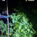VIDEO/FOTO Cultură de canabis în zona Florești. 2 bărbați arestați