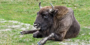 zimbru